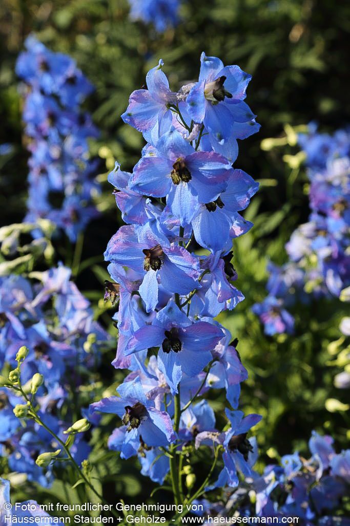 Hoher Rittersporn 'Ouvertüre' (Delphinium x elatum)