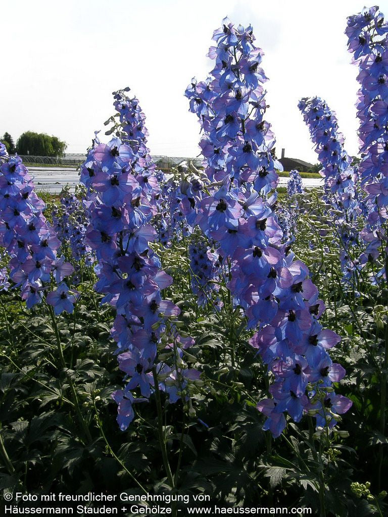Hoher Rittersporn 'Ouvertüre' (Delphinium x elatum)