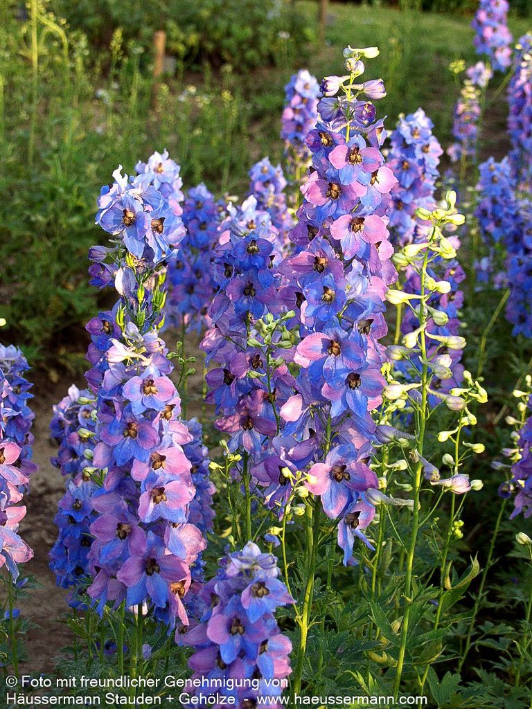 Hoher Rittersporn 'Ouvertüre' (Delphinium x elatum)