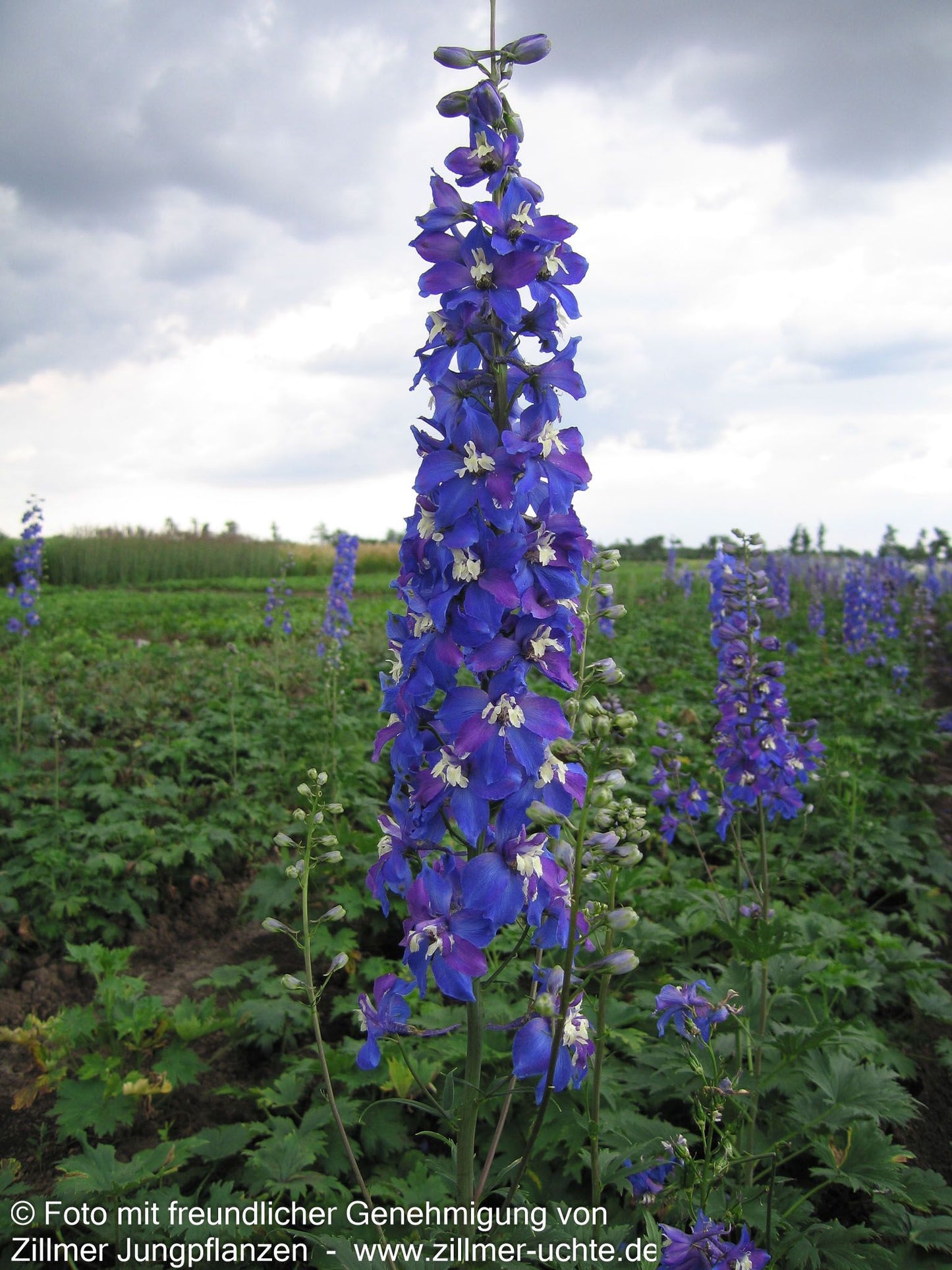 Hoher Rittersporn 'Schildknappe' (Delphinium x elatum)
