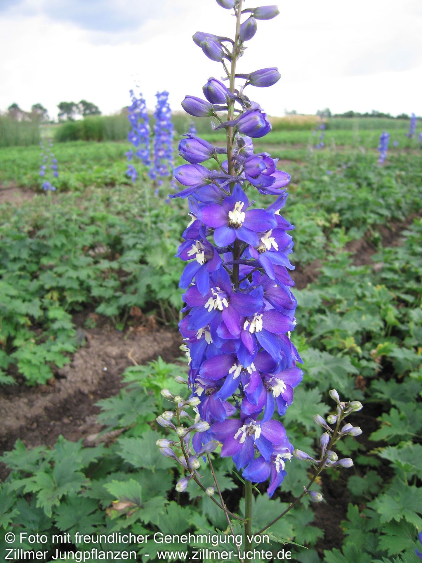 Hoher Rittersporn 'Schildknappe' (Delphinium x elatum)