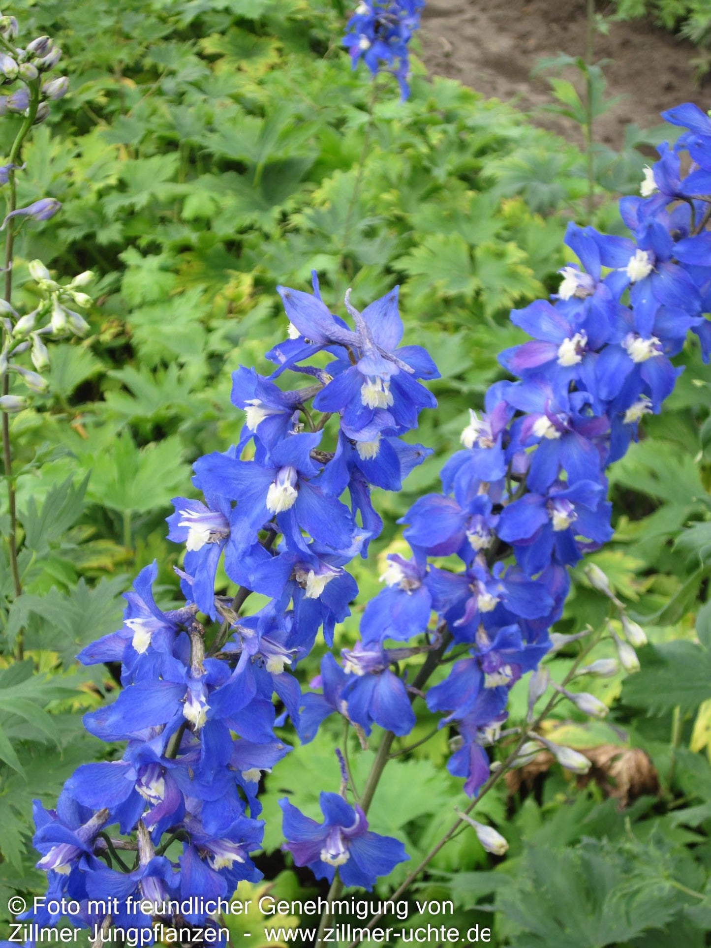 Hoher Rittersporn 'Schildknappe' (Delphinium x elatum)