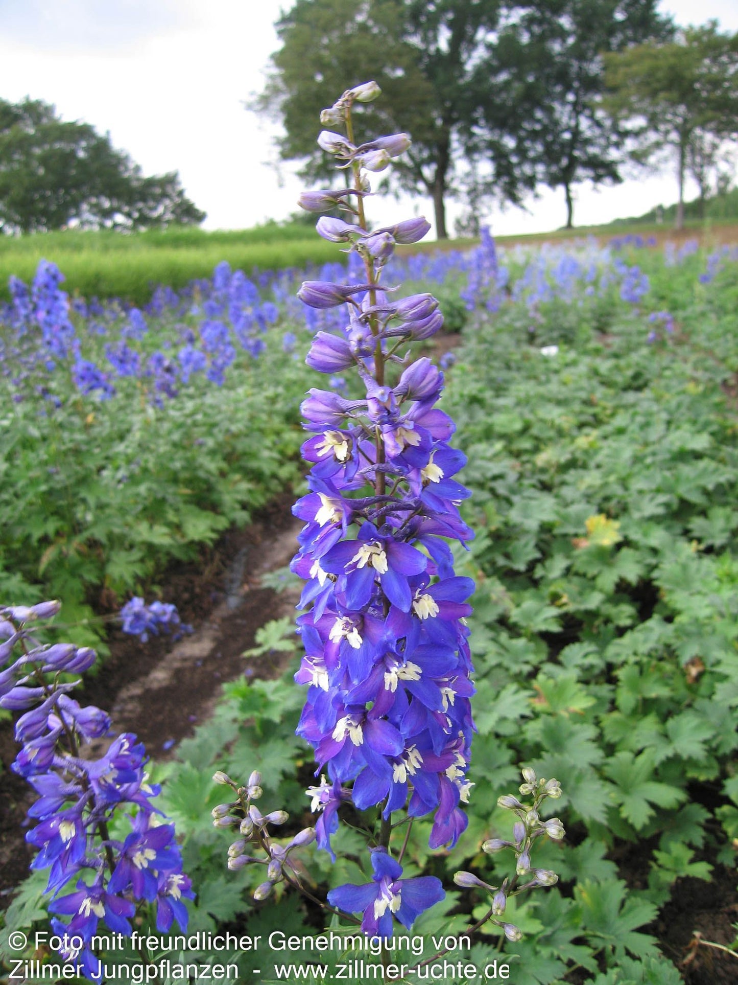 Hoher Rittersporn 'Schildknappe' (Delphinium x elatum)