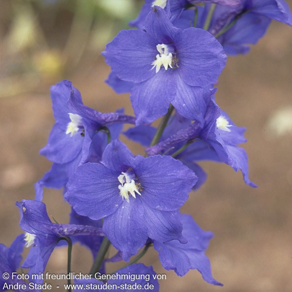 Hoher Rittersporn 'Schildknappe' (Delphinium x elatum)
