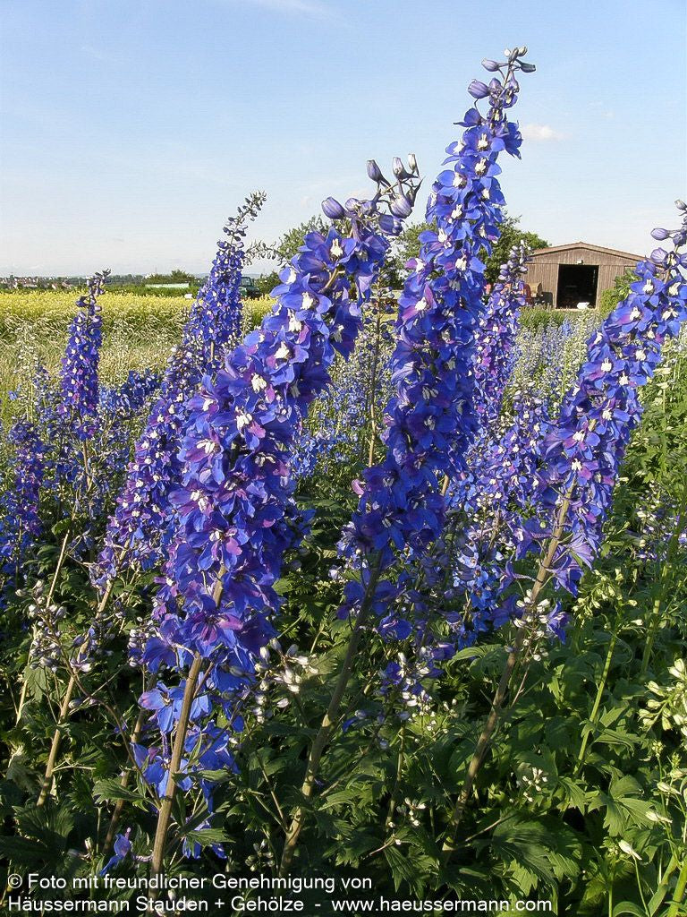 Hoher Rittersporn 'Schildknappe' (Delphinium x elatum)