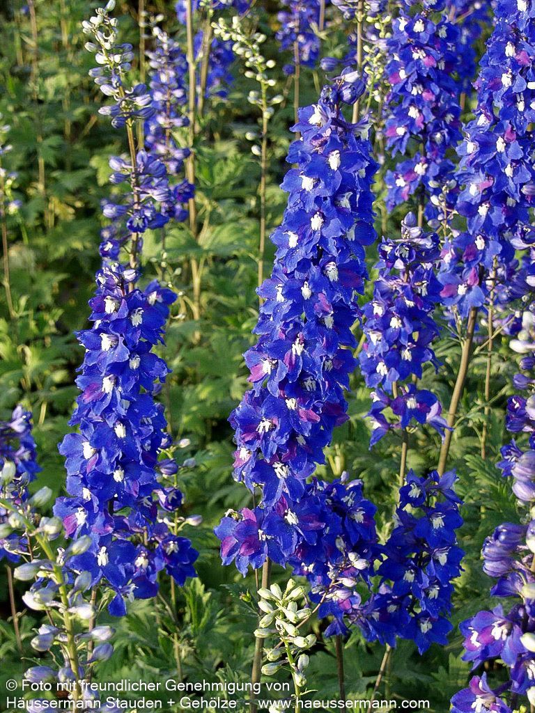 Hoher Rittersporn 'Schildknappe' (Delphinium x elatum)