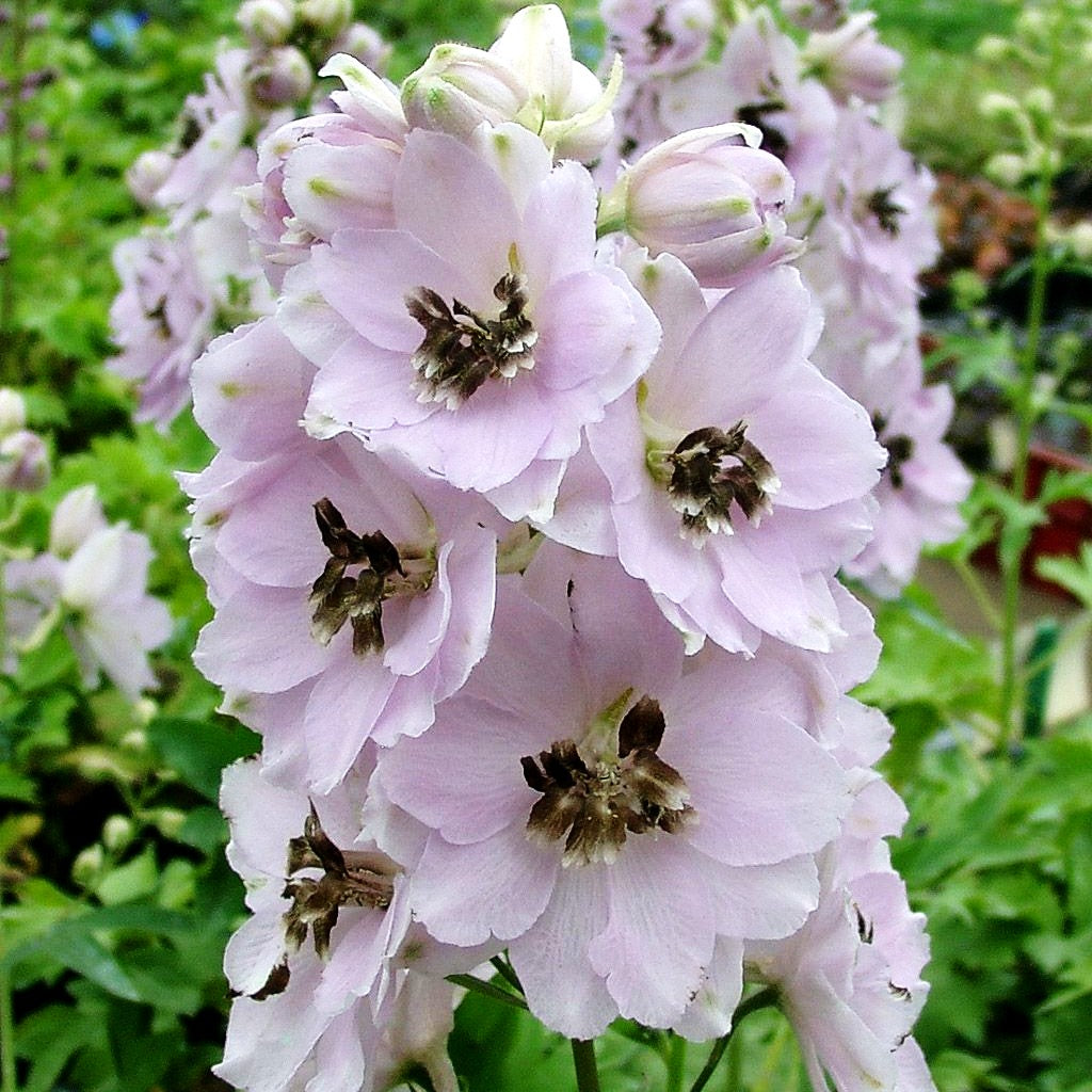 Hoher Rittersporn 'Sky Sensation' (Delphinium x elatum)