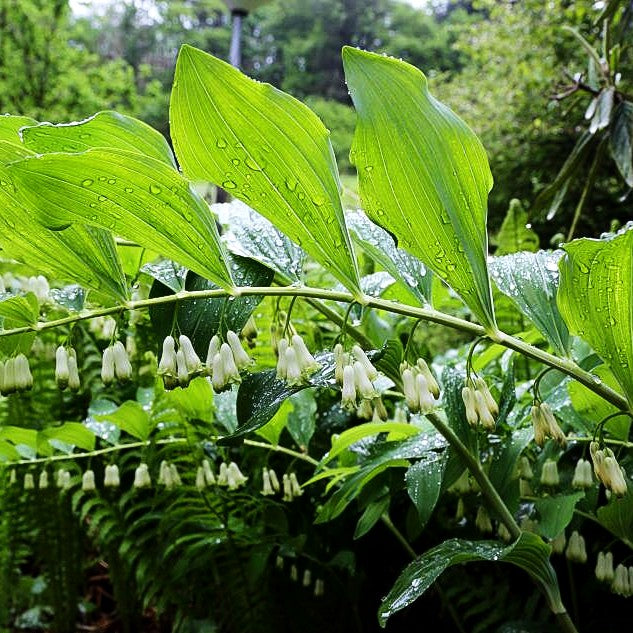 Hoher Salomonsiegel 'Weihenstephan' (Polygonatum x hybridum)
