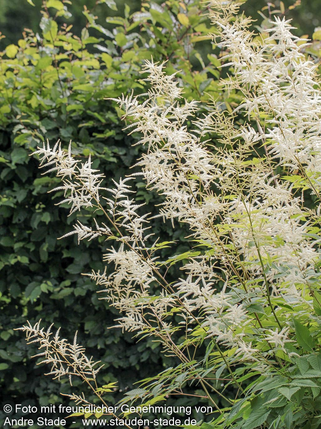 Hoher Wald-Geißbart (Aruncus dioicus)