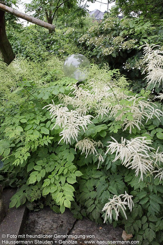 Hoher Wald-Geißbart (Aruncus dioicus)