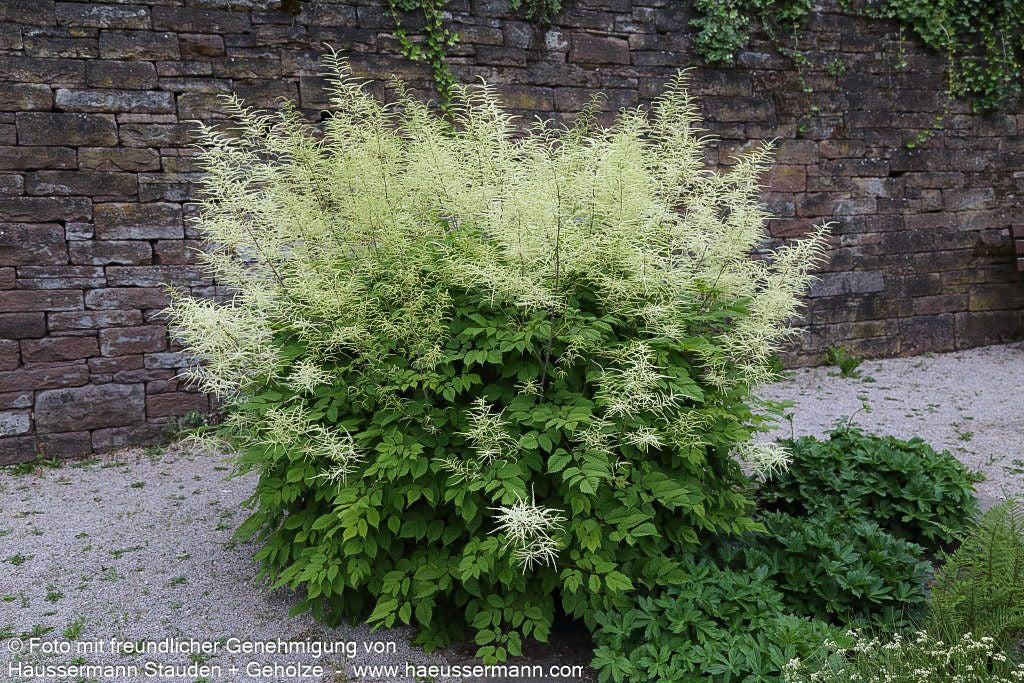 Hoher Wald-Geißbart (Aruncus dioicus)