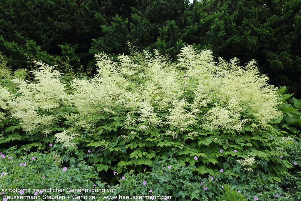 Hoher Wald-Geißbart (Aruncus dioicus)