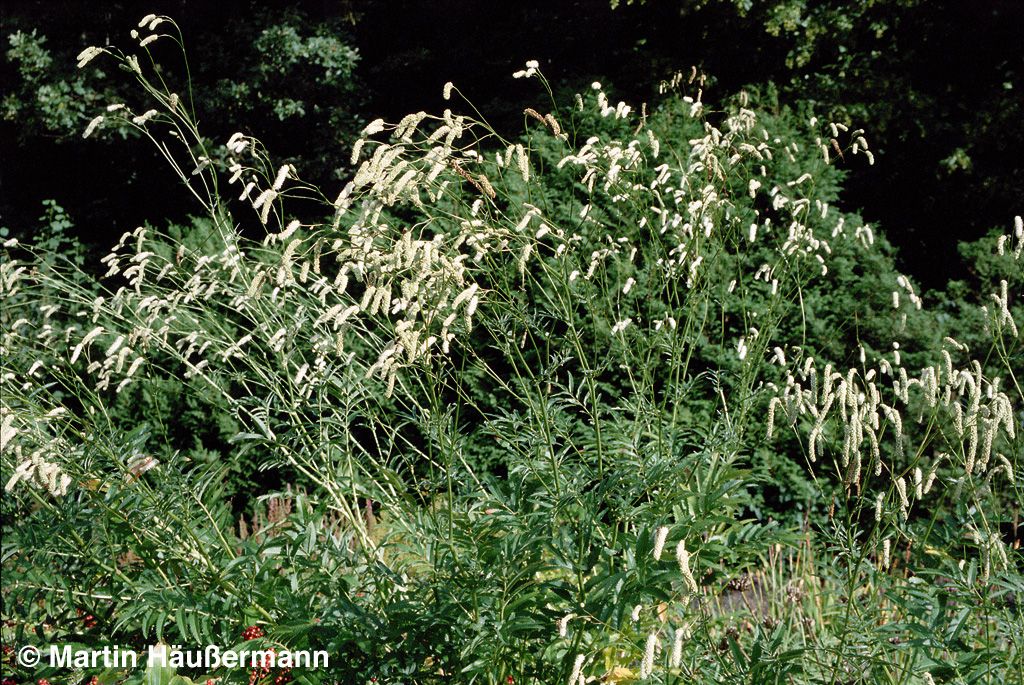 Hoher Wiesenknopf 'Albiflora' (Sanguisorba tenuifolia)