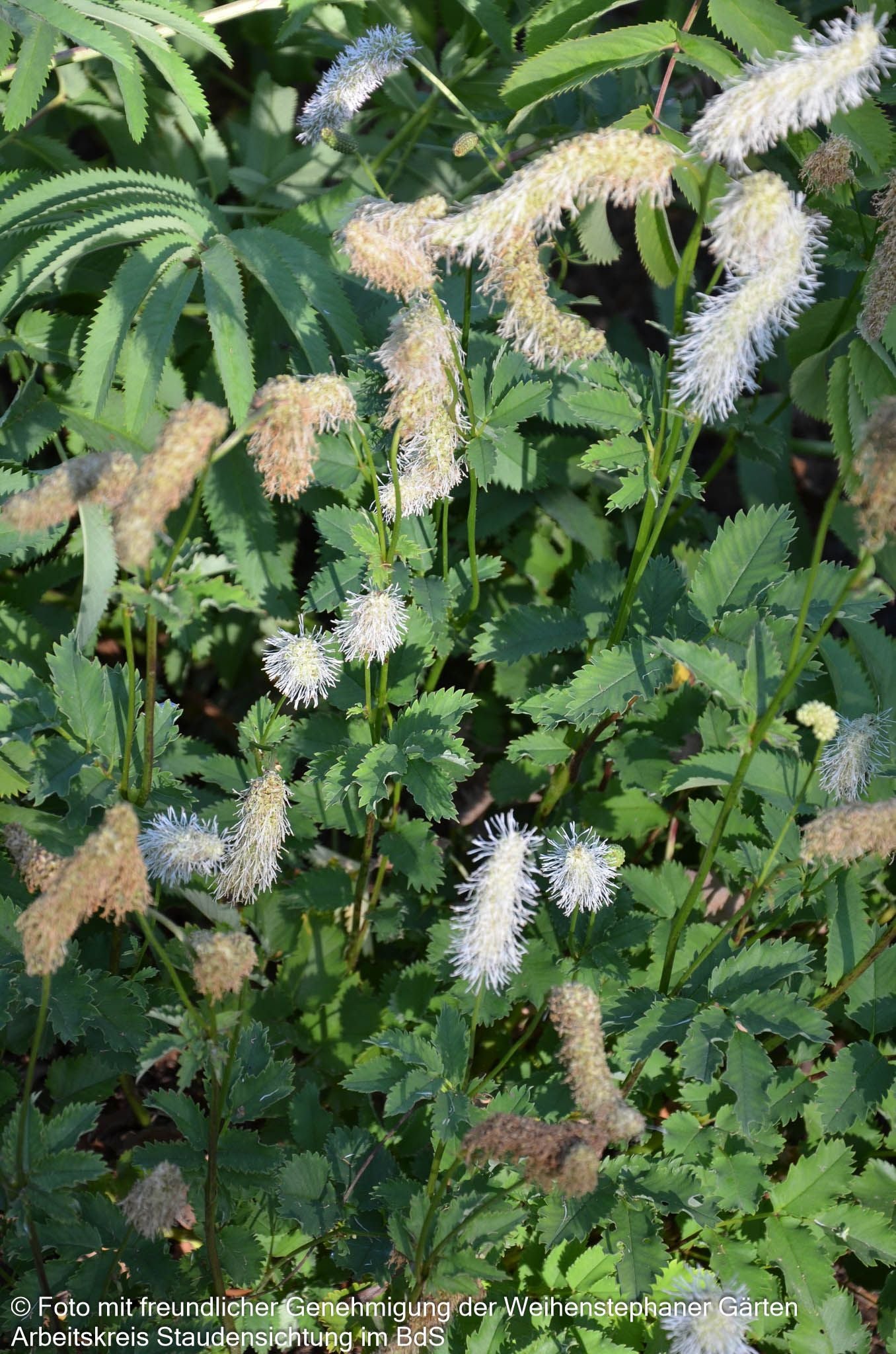 Hoher Wiesenknopf 'Albiflora' (Sanguisorba tenuifolia)