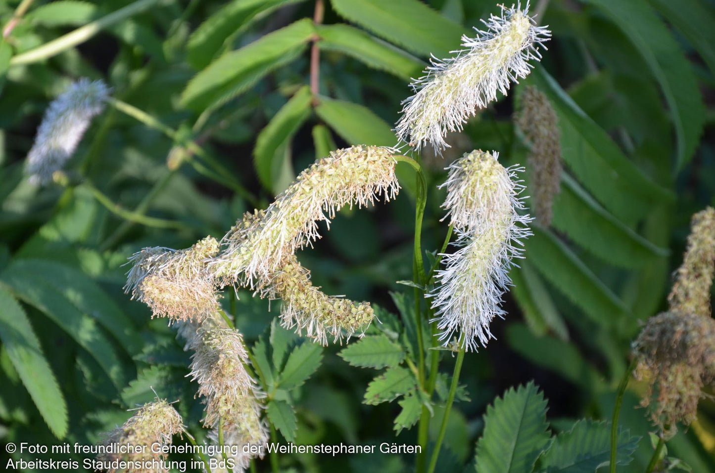 Hoher Wiesenknopf 'Albiflora' (Sanguisorba tenuifolia)