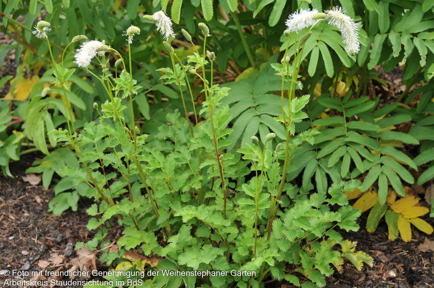 Hoher Wiesenknopf 'Albiflora' (Sanguisorba tenuifolia)