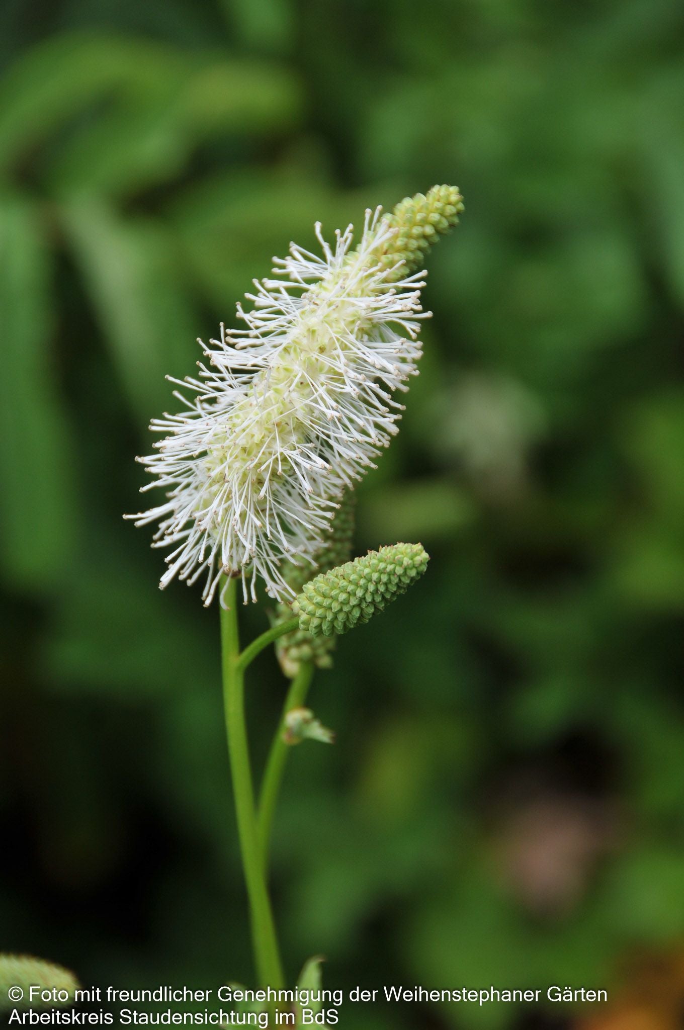 Hoher Wiesenknopf 'Albiflora' (Sanguisorba tenuifolia)