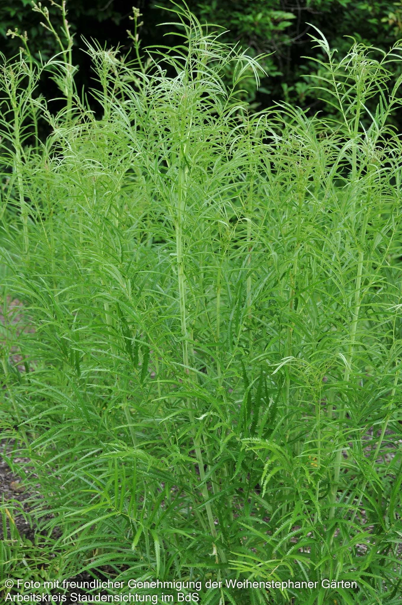 Hoher Wiesenknopf 'Albiflora' (Sanguisorba tenuifolia)