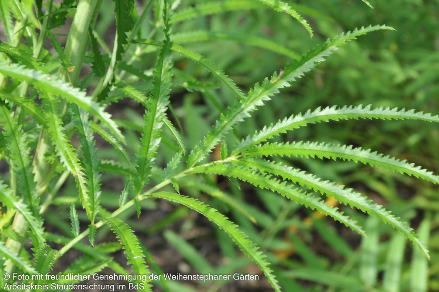 Hoher Wiesenknopf 'Albiflora' (Sanguisorba tenuifolia)