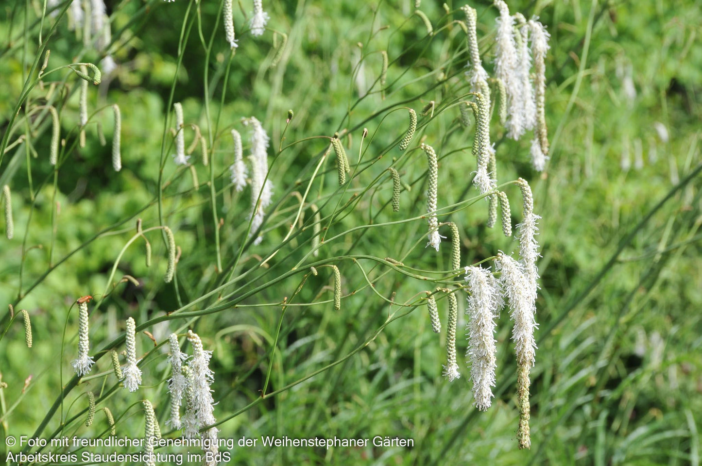 Hoher Wiesenknopf 'Albiflora' (Sanguisorba tenuifolia)