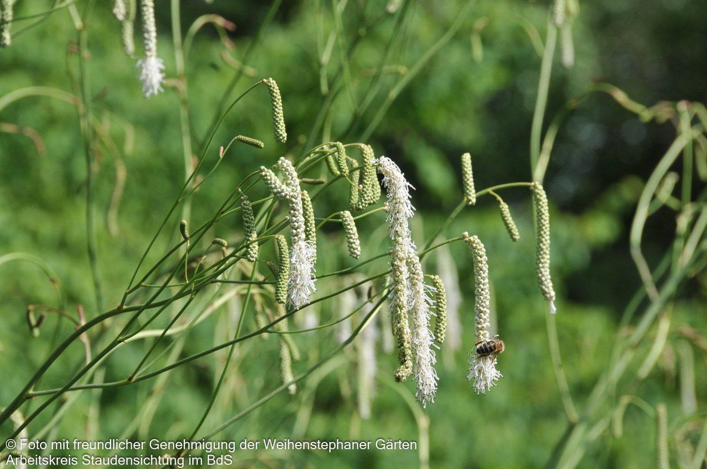 Hoher Wiesenknopf 'Albiflora' (Sanguisorba tenuifolia)