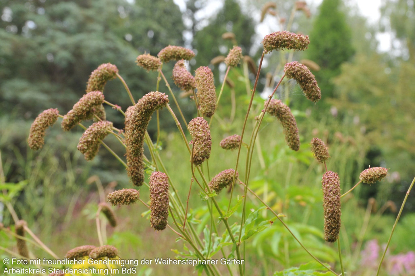 Hoher Wiesenknopf 'Albiflora' (Sanguisorba tenuifolia)