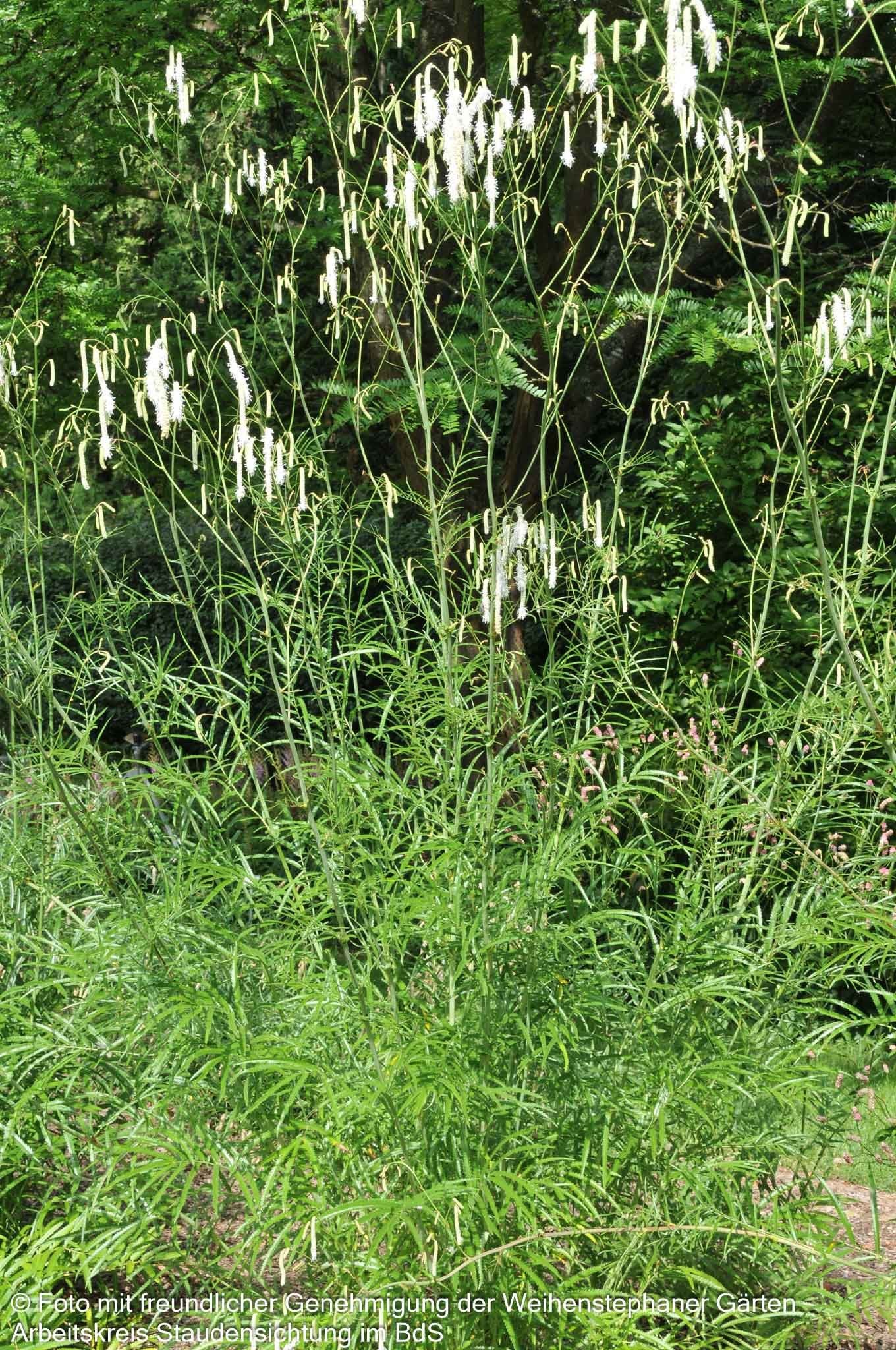 Hoher Wiesenknopf 'Albiflora' (Sanguisorba tenuifolia)