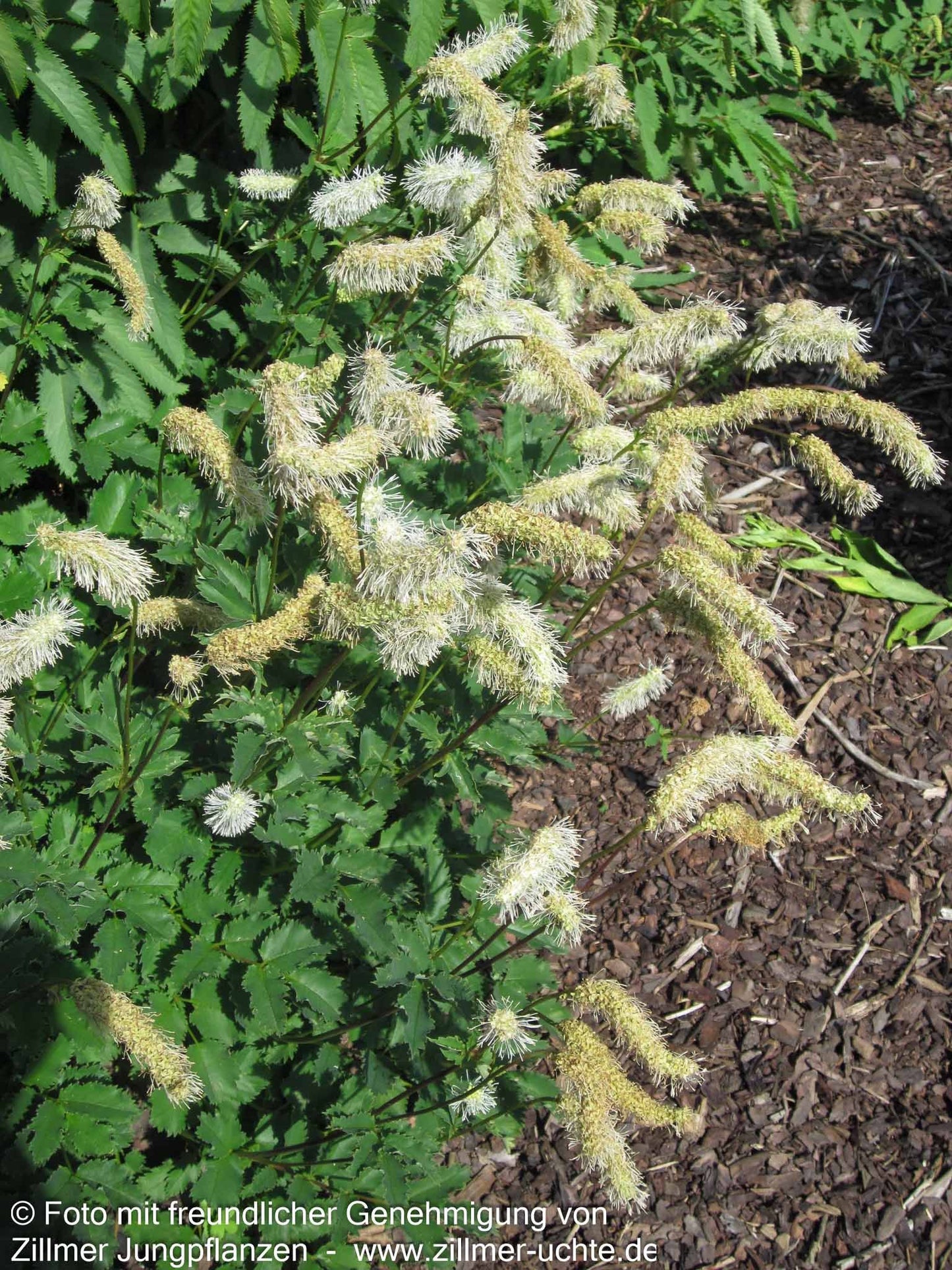 Hoher Wiesenknopf 'Albiflora' (Sanguisorba tenuifolia)