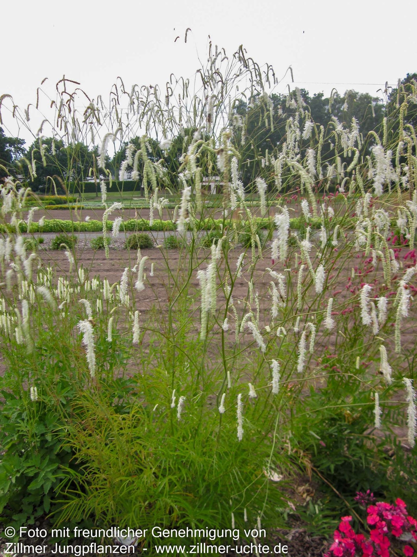 Hoher Wiesenknopf 'Albiflora' (Sanguisorba tenuifolia)