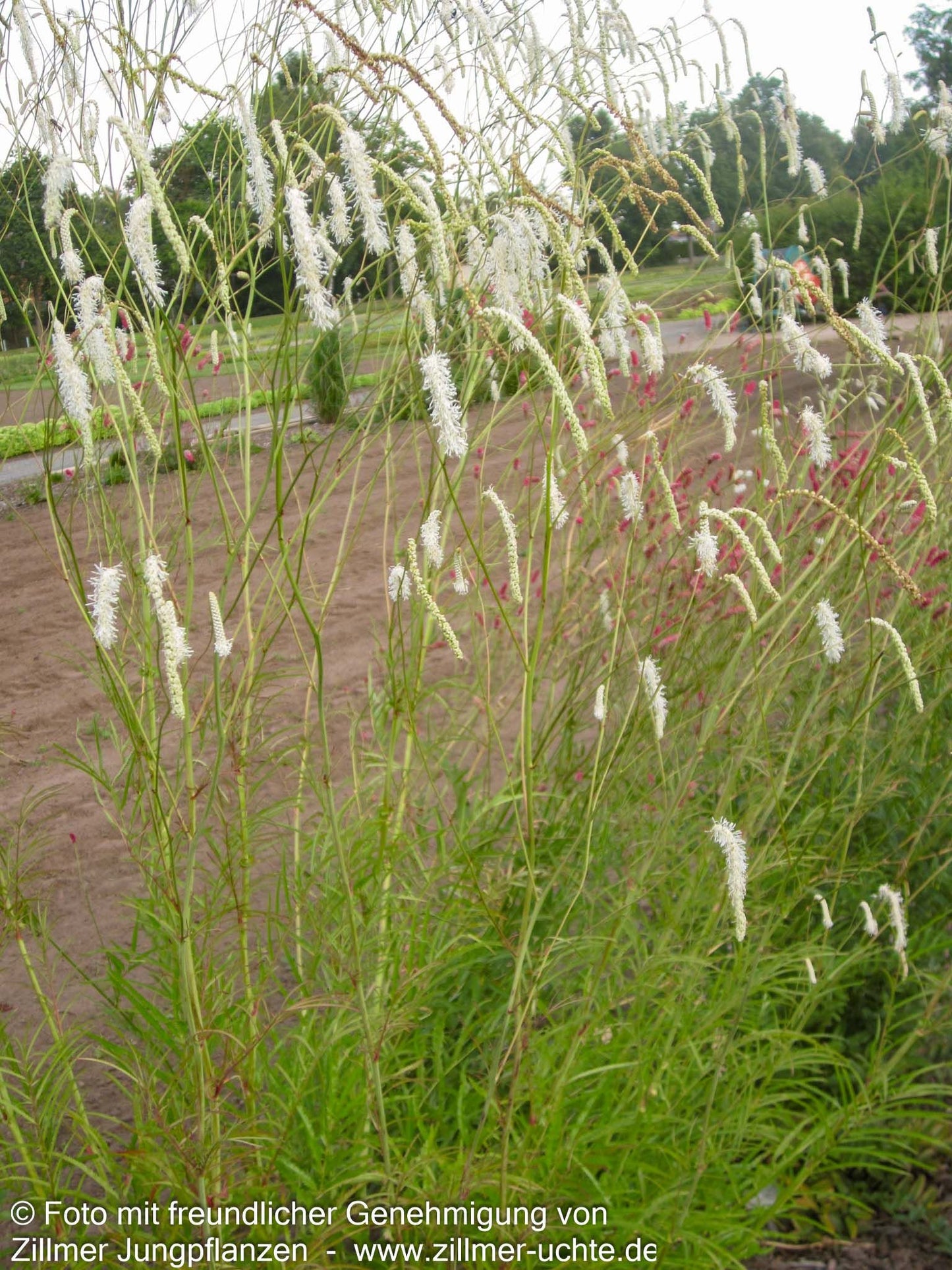 Hoher Wiesenknopf 'Albiflora' (Sanguisorba tenuifolia)