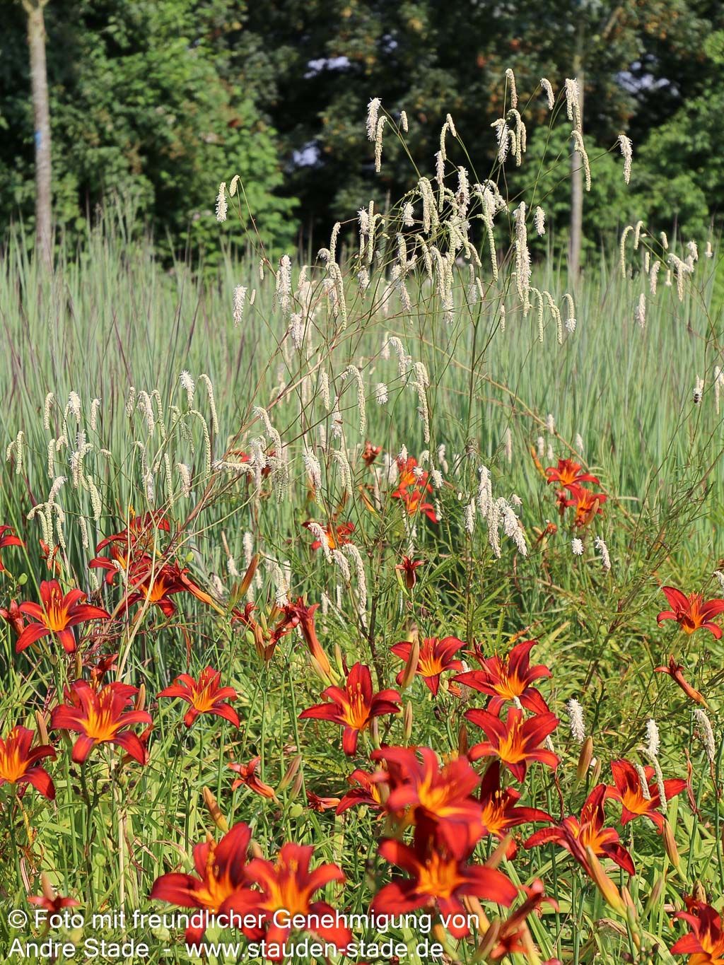 Hoher Wiesenknopf 'Albiflora' (Sanguisorba tenuifolia)