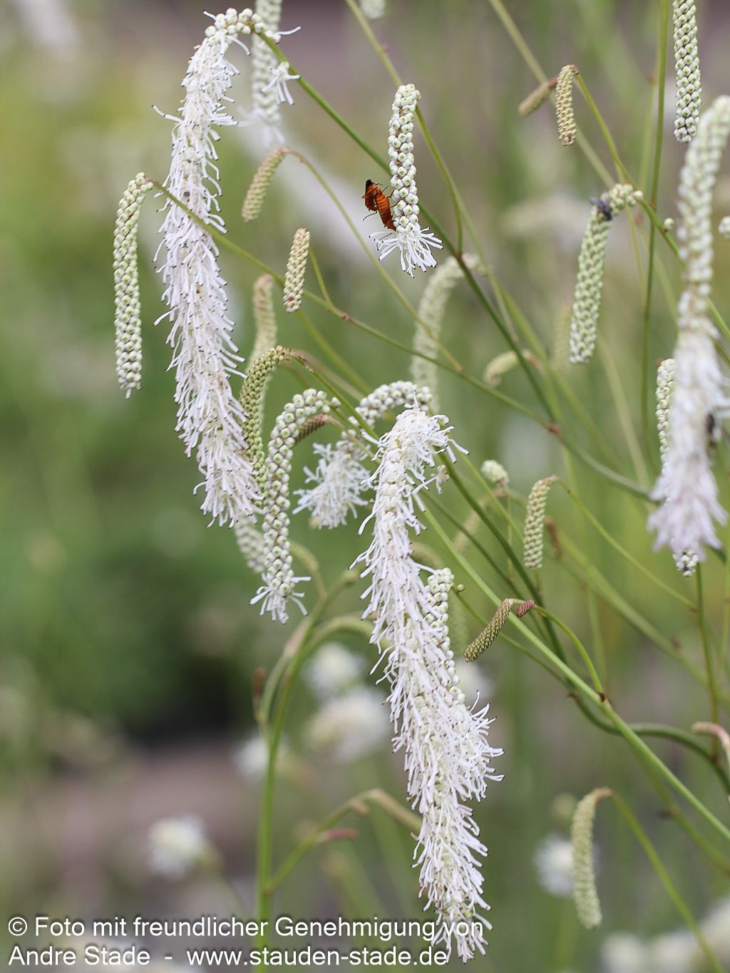 Hoher Wiesenknopf 'Albiflora' (Sanguisorba tenuifolia)