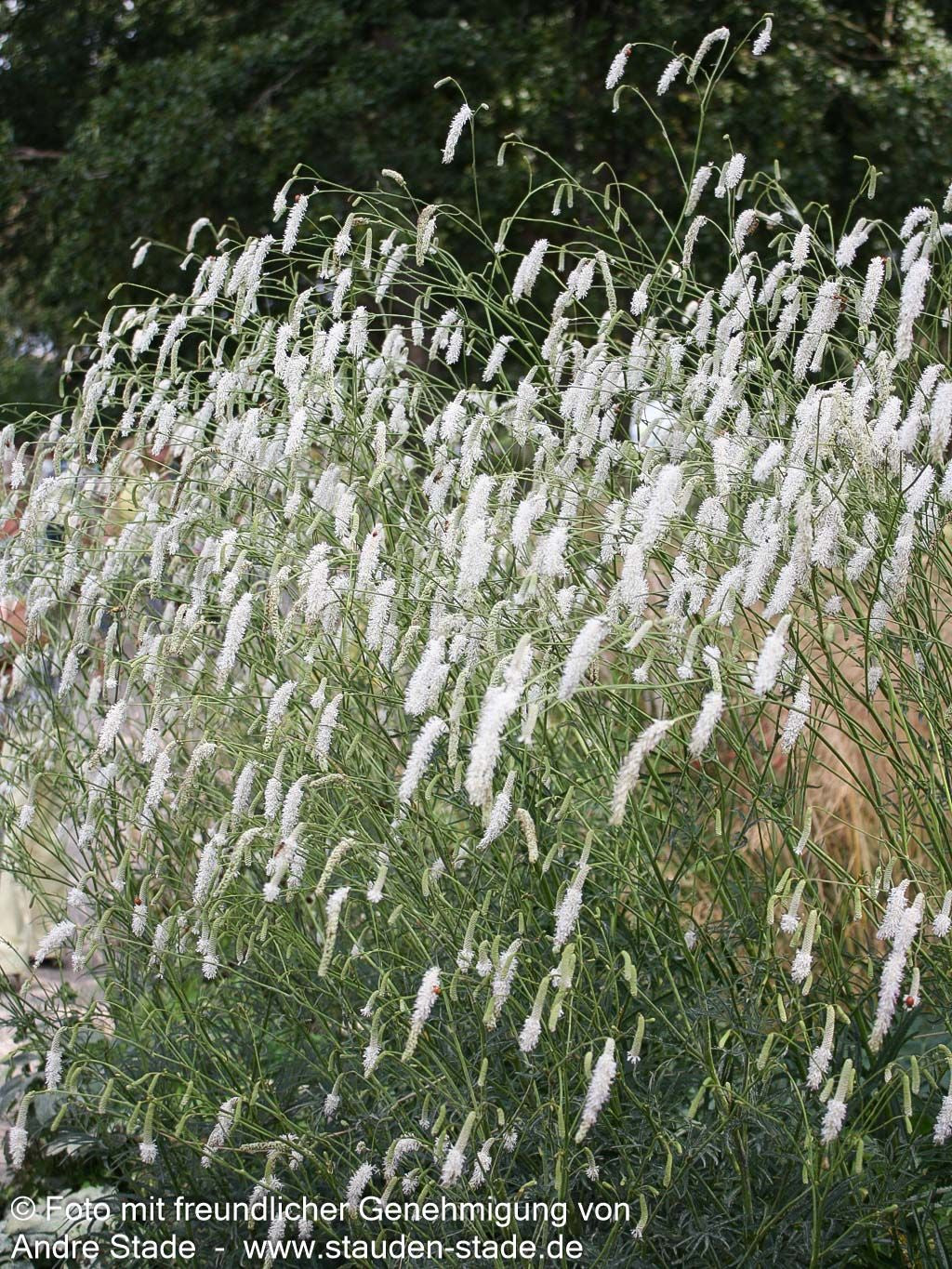 Hoher Wiesenknopf 'Albiflora' (Sanguisorba tenuifolia)