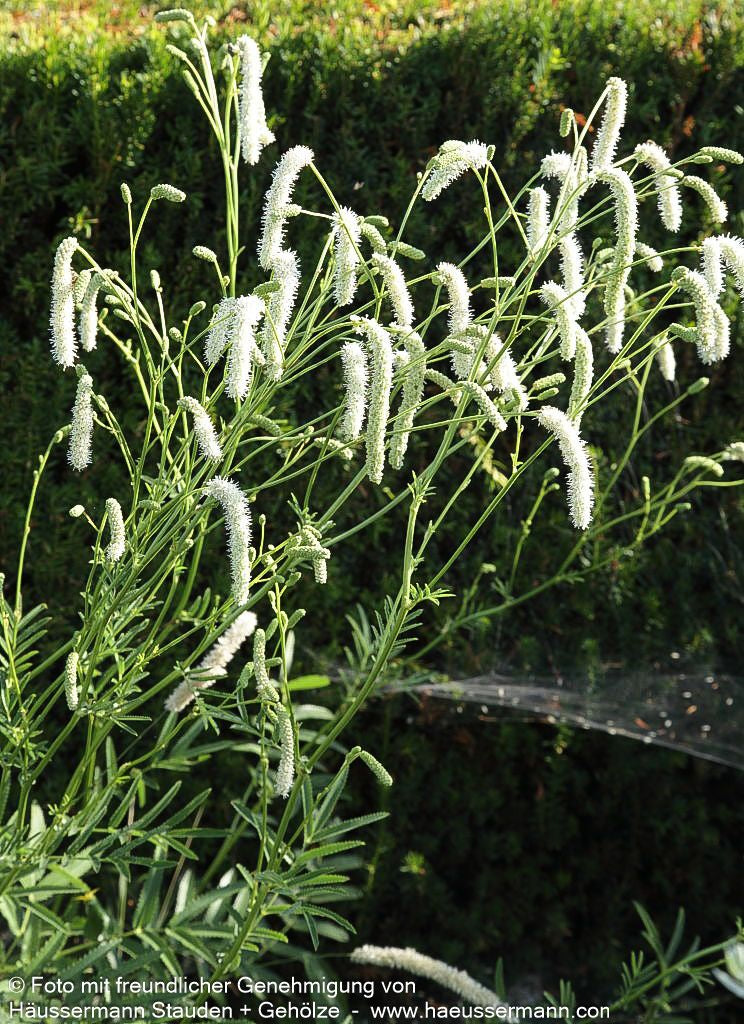 Hoher Wiesenknopf 'Albiflora' (Sanguisorba tenuifolia)