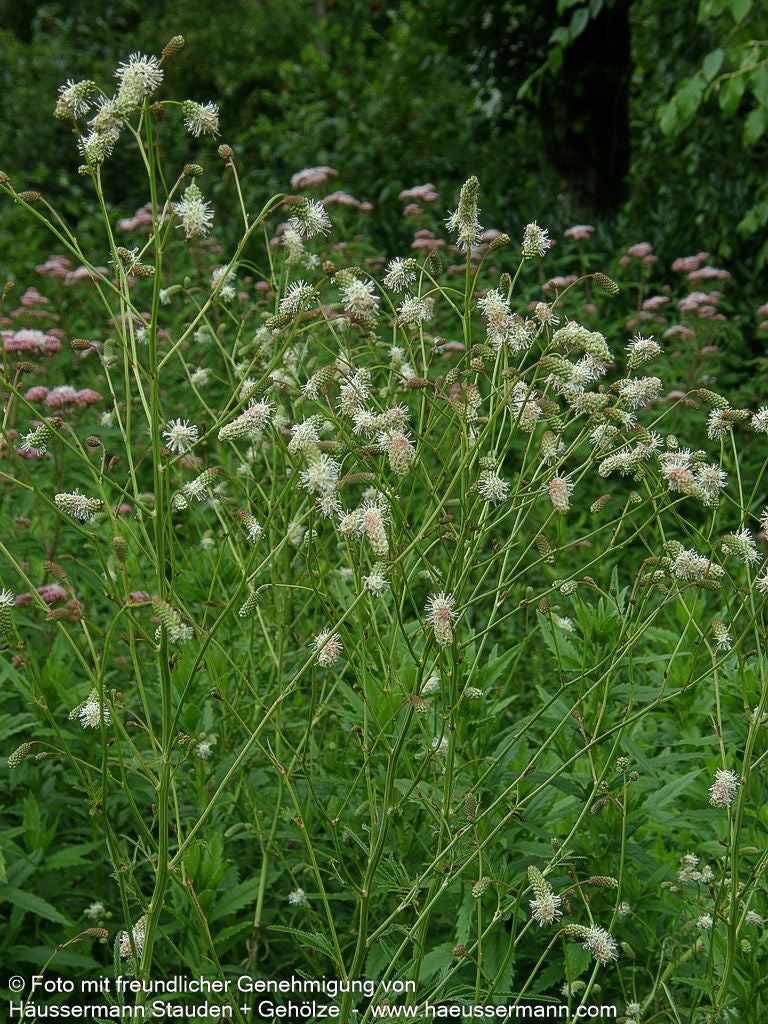 Hoher Wiesenknopf 'Albiflora' (Sanguisorba tenuifolia)