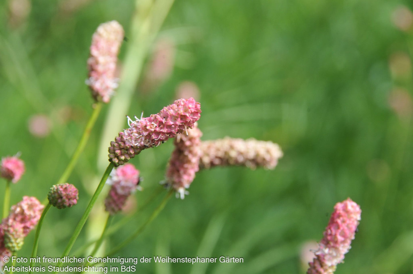 Hoher Wiesenknopf 'Pink Elephant' (Sanguisorba tenuifolia)