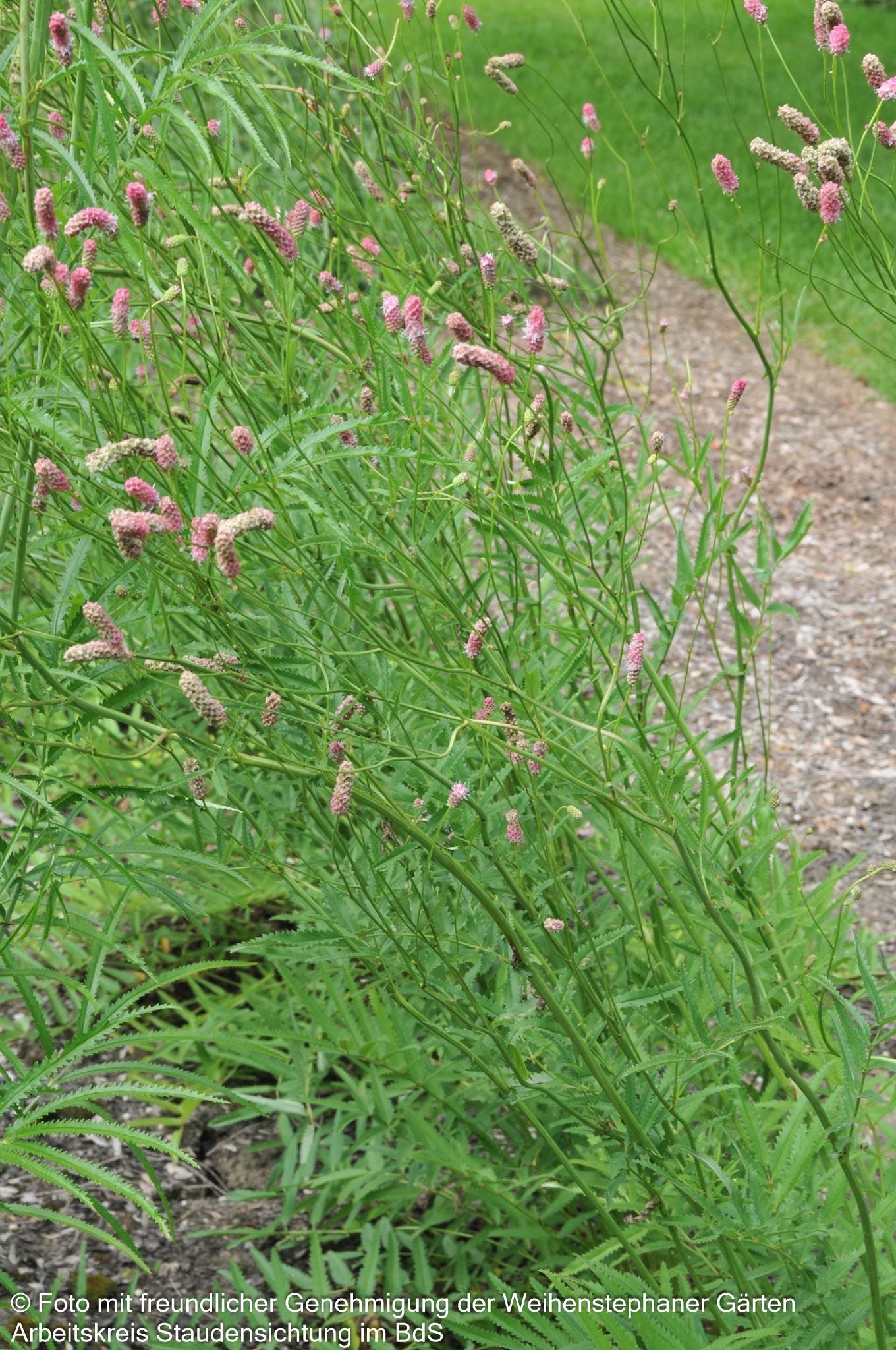 Hoher Wiesenknopf 'Pink Elephant' (Sanguisorba tenuifolia)