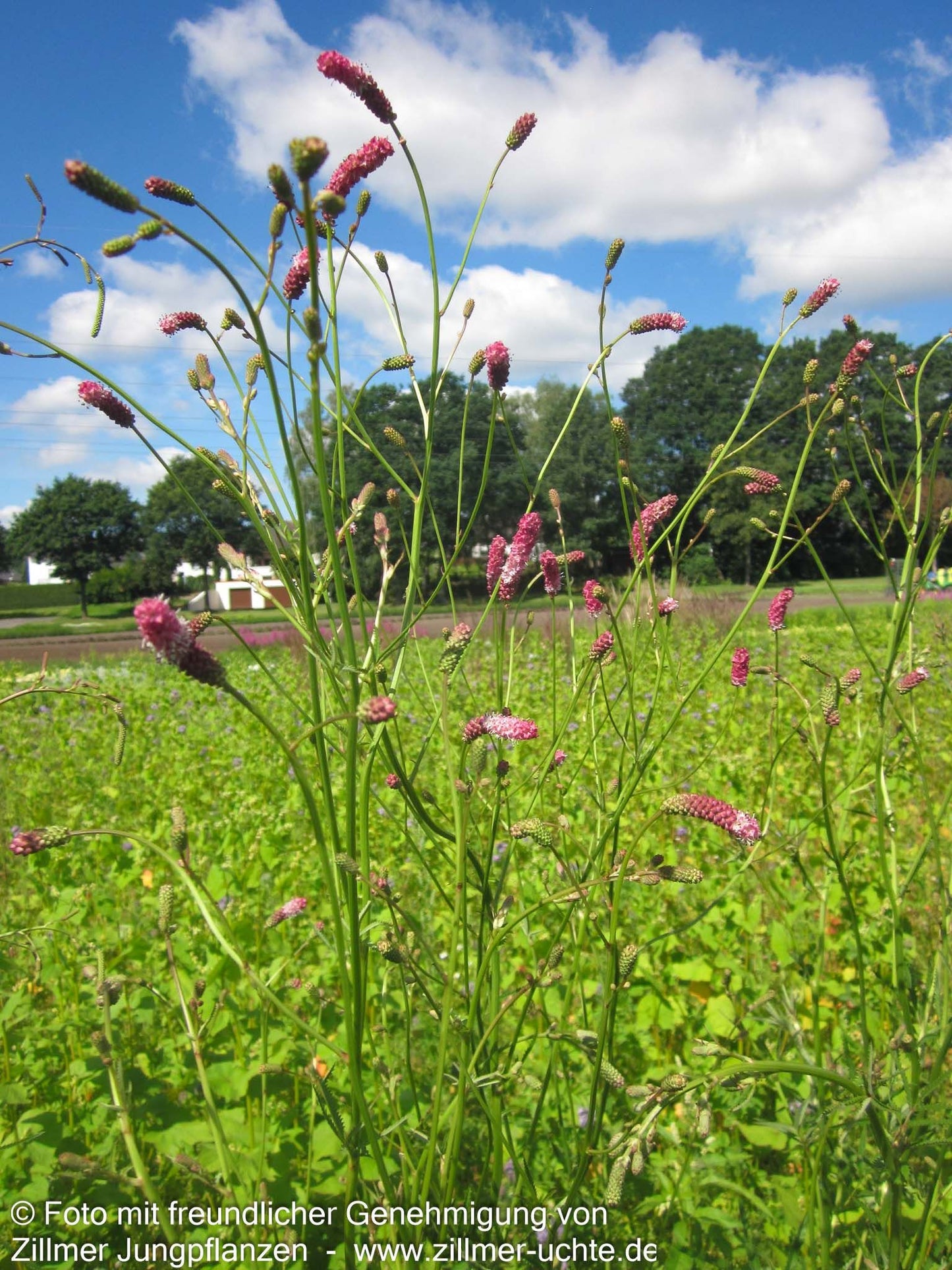 Hoher Wiesenknopf 'Pink Elephant' (Sanguisorba tenuifolia)