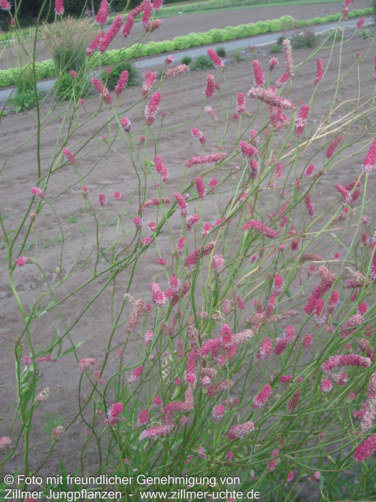 Hoher Wiesenknopf 'Pink Elephant' (Sanguisorba tenuifolia)