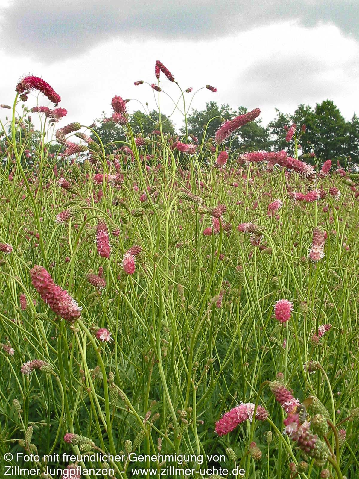 Hoher Wiesenknopf 'Pink Elephant' (Sanguisorba tenuifolia)