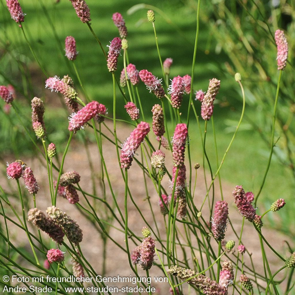Hoher Wiesenknopf 'Pink Elephant' (Sanguisorba tenuifolia)