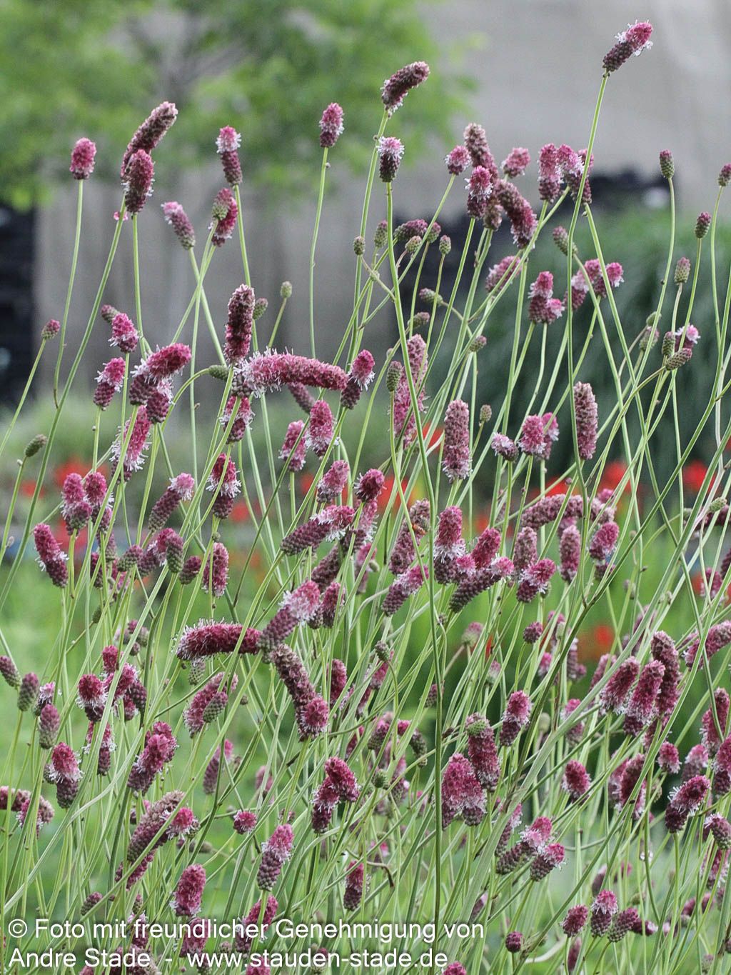 Hoher Wiesenknopf 'Pink Elephant' (Sanguisorba tenuifolia)
