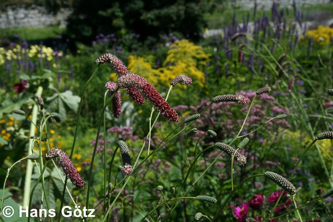 Hoher Wiesenknopf 'Pink Elephant' (Sanguisorba tenuifolia)