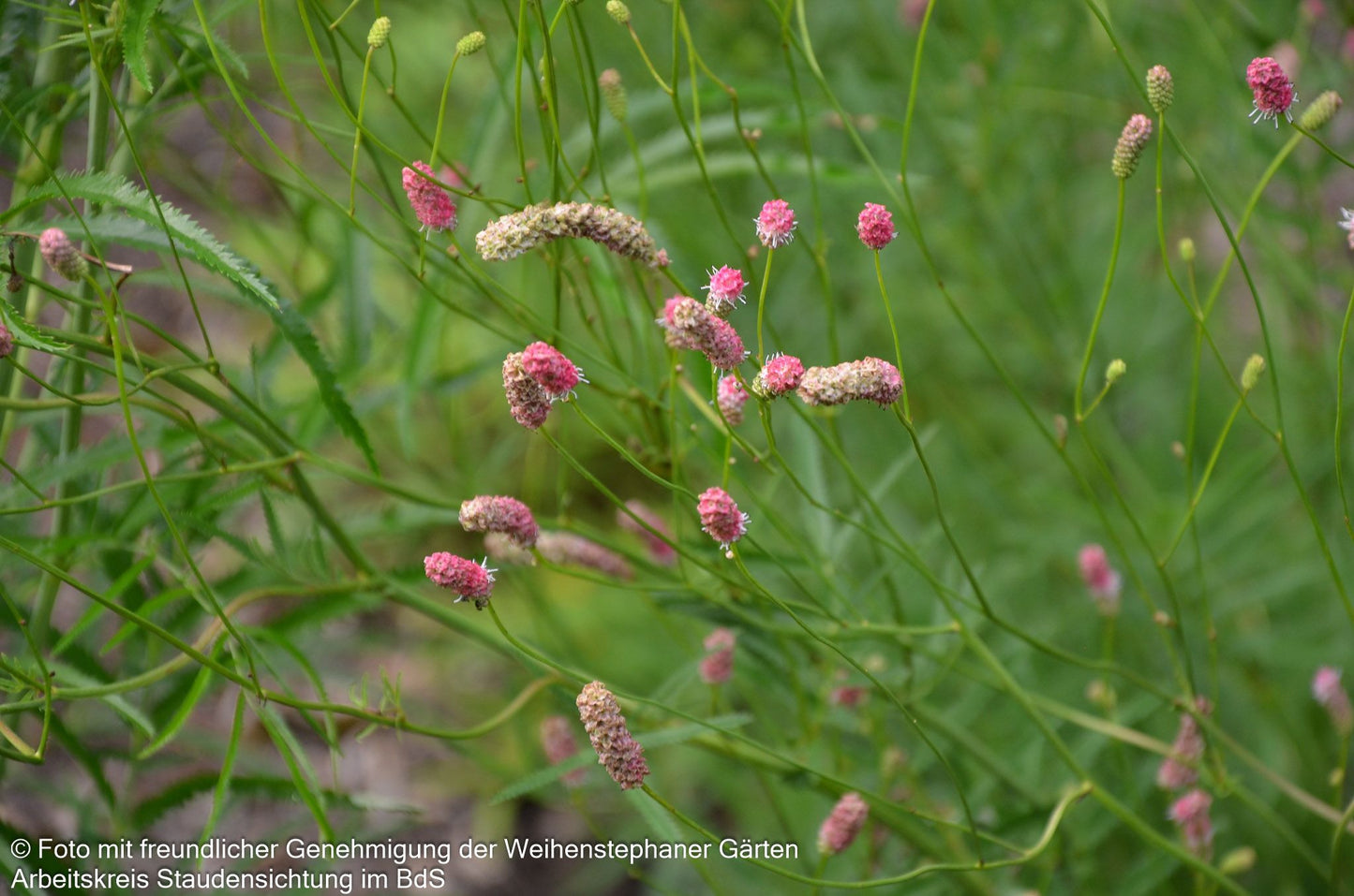 Hoher Wiesenknopf 'Pink Elephant' (Sanguisorba tenuifolia)