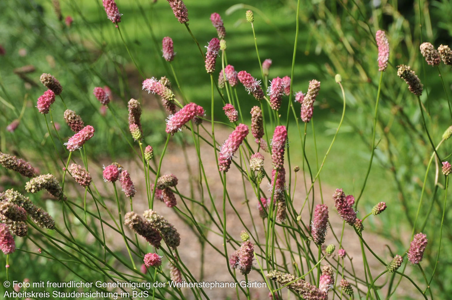 Hoher Wiesenknopf 'Pink Elephant' (Sanguisorba tenuifolia)