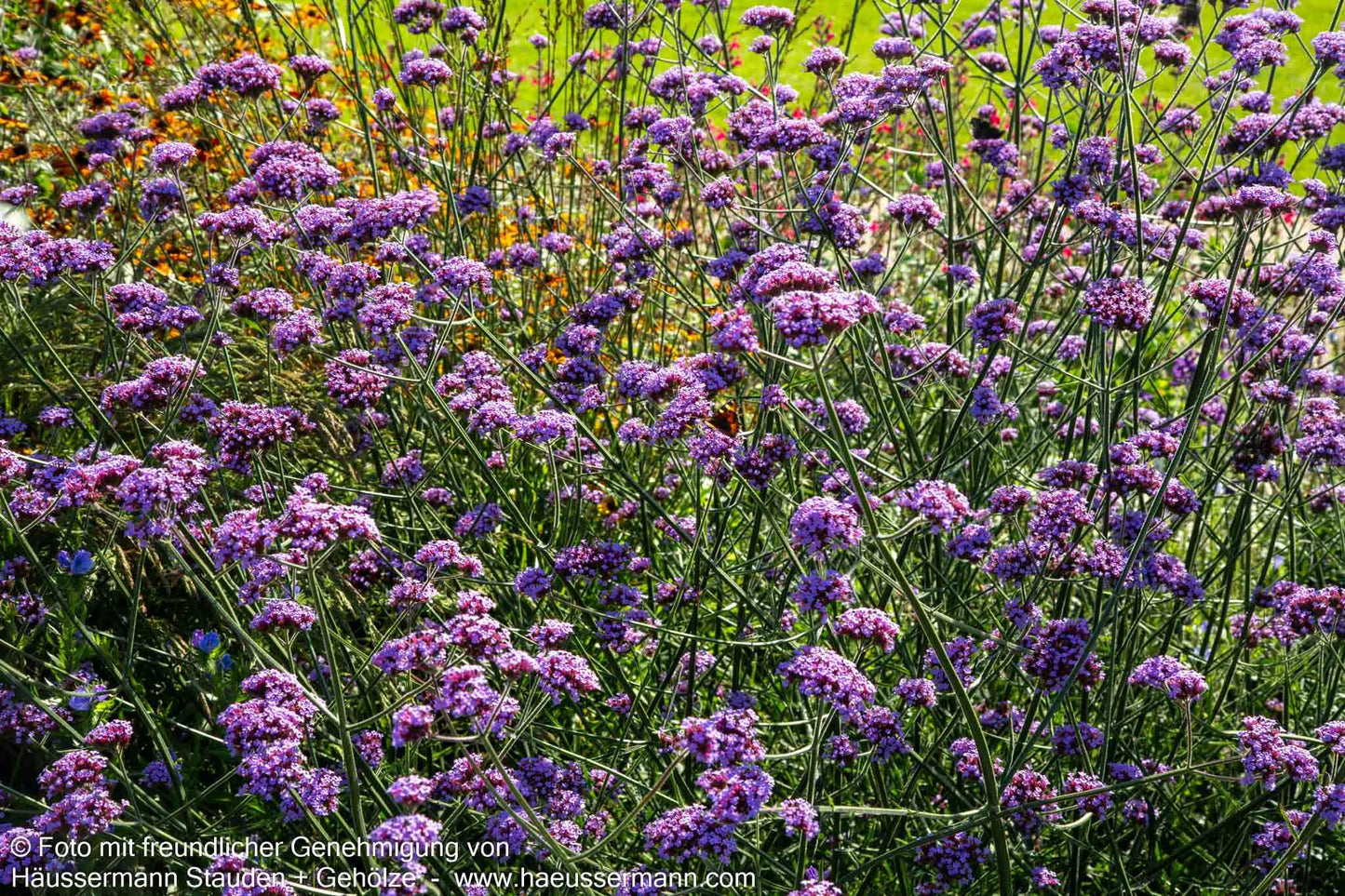 Hohes Eisenkraut (Verbena bonariensis)