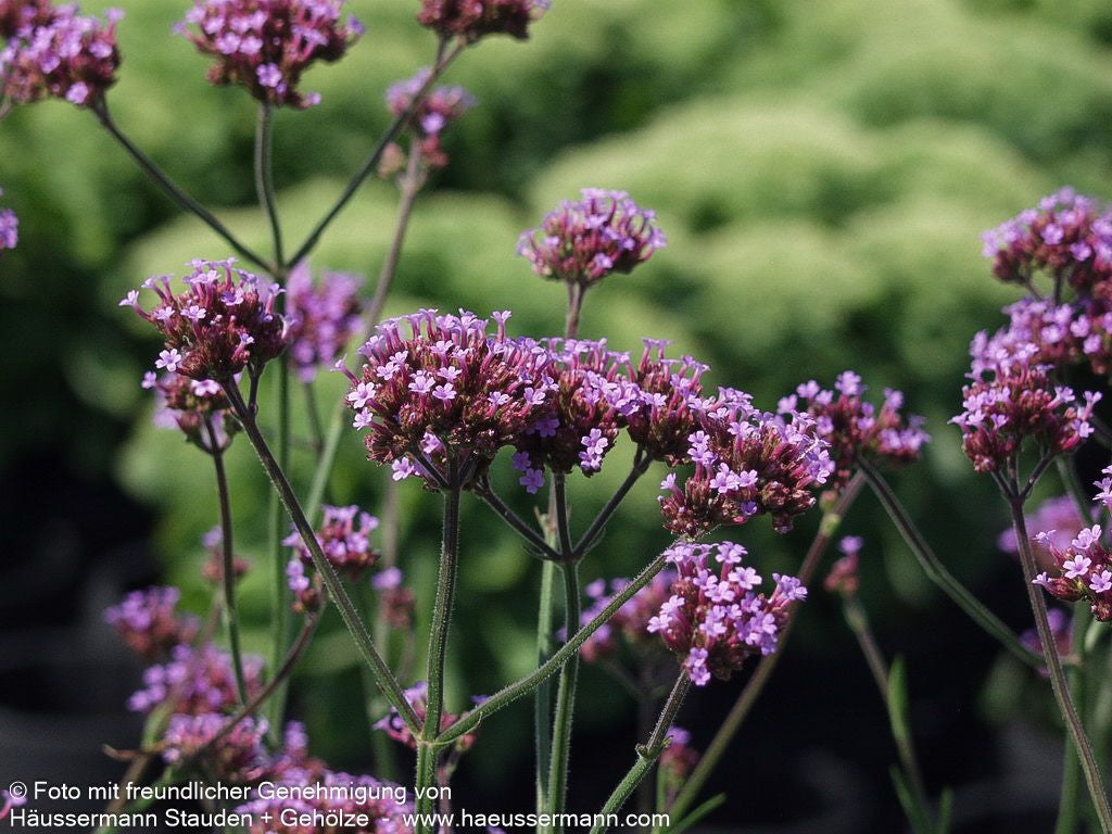 Hohes Eisenkraut (Verbena bonariensis)