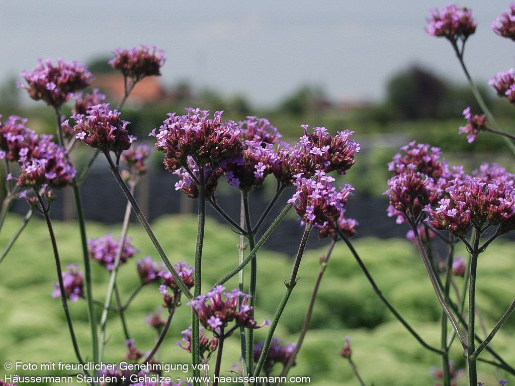 Hohes Eisenkraut (Verbena bonariensis)