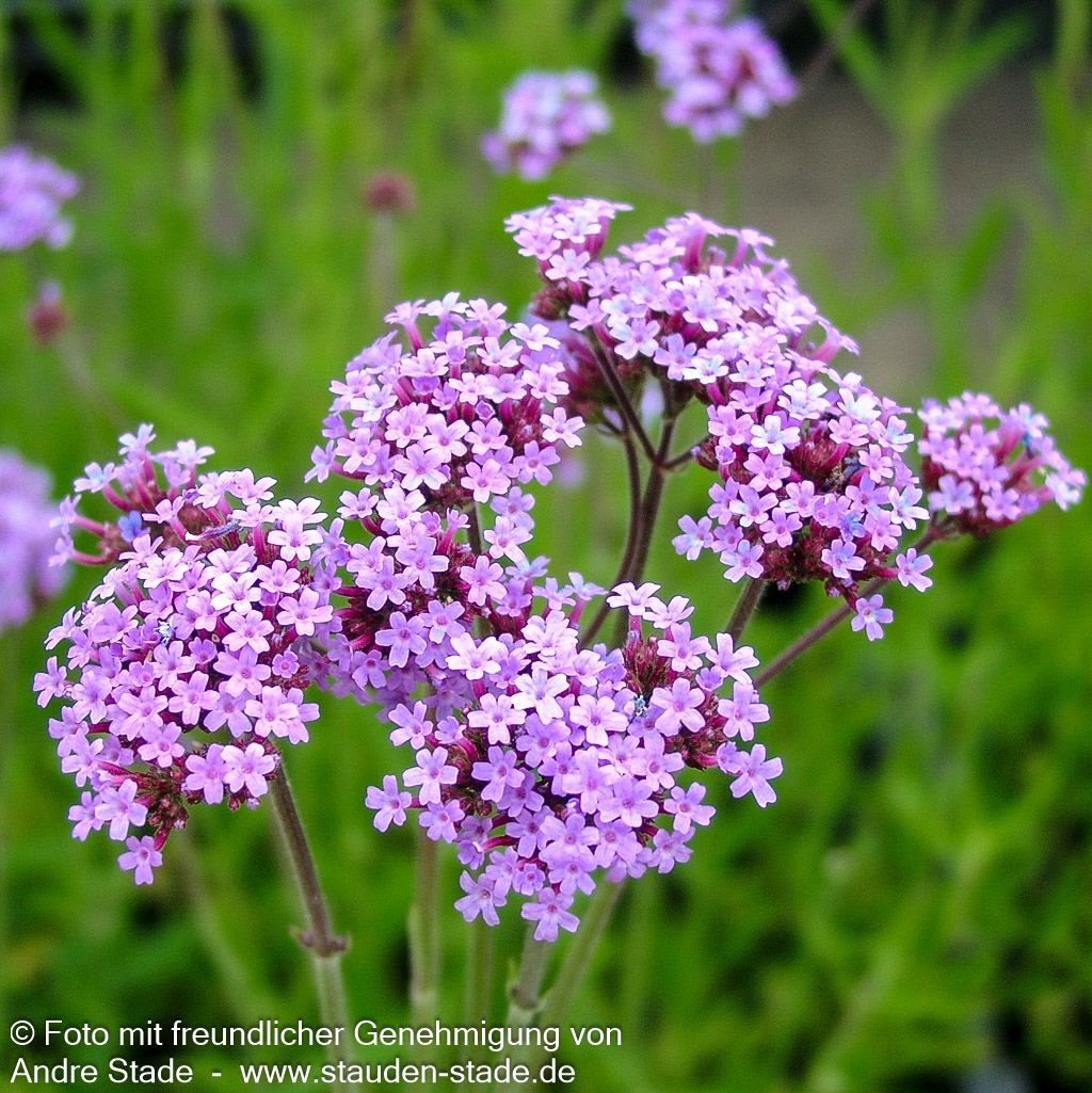Hohes Eisenkraut (Verbena bonariensis)