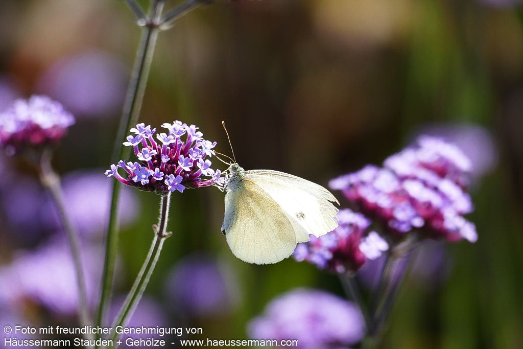 Hohes Eisenkraut (Verbena bonariensis)